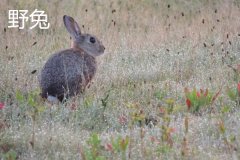 養(yǎng)野兔犯法嗎？養(yǎng)野兔子要注意什么？