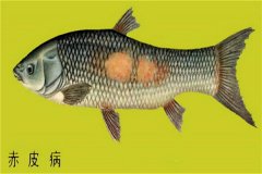 養(yǎng)殖魚類怎樣防治赤皮??？如何預防？