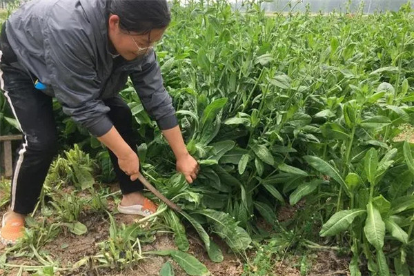 種植青飼料