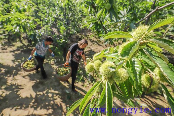 板栗種植多久才結(jié)果