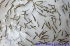 怎樣高效益養(yǎng)殖異育銀鯽 其魚苗魚種如何培育？