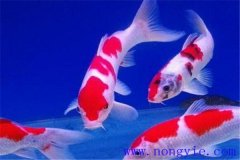 在水族箱中喂養(yǎng)錦鯉要注意些什么？