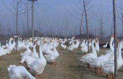 皖西白鵝養(yǎng)殖場(chǎng)地如何選擇、如何飼養(yǎng)與管理？
