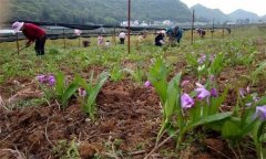 白芨栽培技術(shù)與管理要點