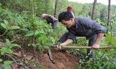 茯苓種植技術(shù)與栽培管理方法簡(jiǎn)介