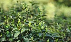 如何對(duì)茶樹(shù)越冬休眠期病蟲(chóng)害進(jìn)行綠色防控？