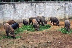 飼養(yǎng)野豬要注意哪些問題 野豬能與家豬雜交嗎？