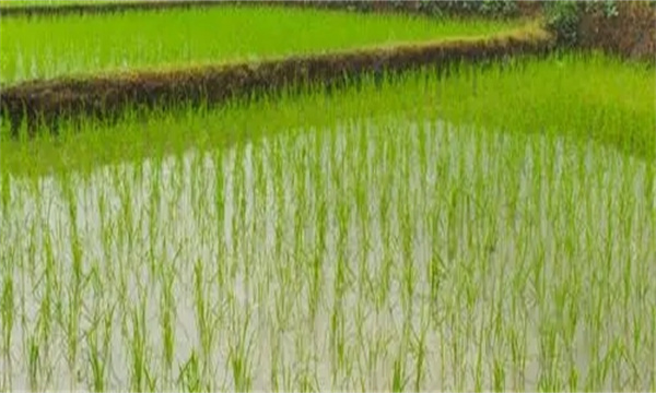 梅雨對(duì)剛播種的水稻有什么影響