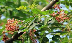 成年花椒樹如何管理？花椒樹管理技術(shù)要點(diǎn)