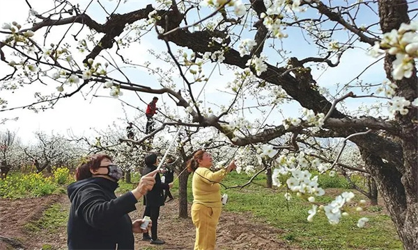 梨樹的開花、授粉和坐果