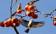 鳥害如何預防？鳥害防治的主要手段和方法