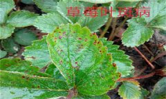 怎樣防治草莓葉斑?。ㄉ哐鄄。?？