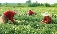 菊花的采收時(shí)間、采收方法與加工與貯藏問題