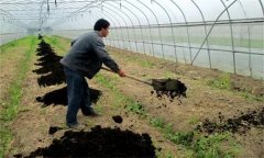 保護地黃瓜田間管理技術要點