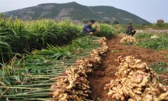 種植生姜怎樣進(jìn)行科學(xué)施肥？